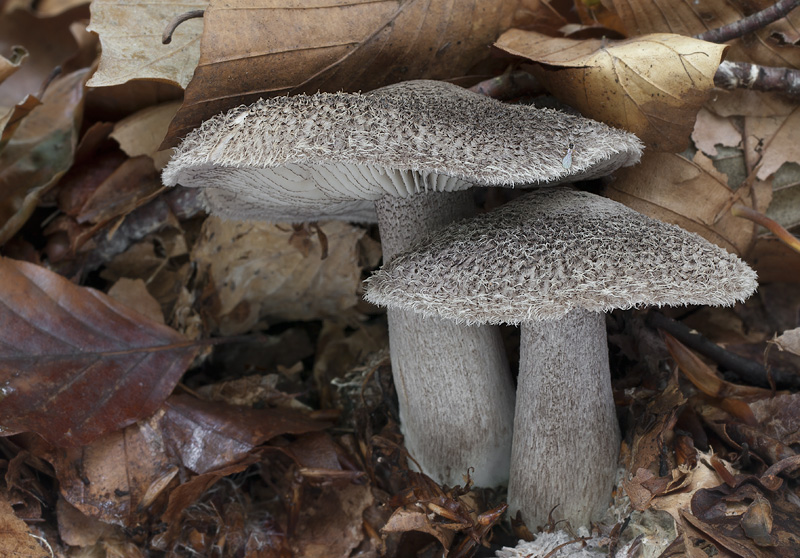 Tricholoma squarrulosum